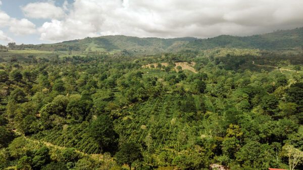 Aerial drone shot of Aquiares Estate, a coffee farm in Costa Rica.