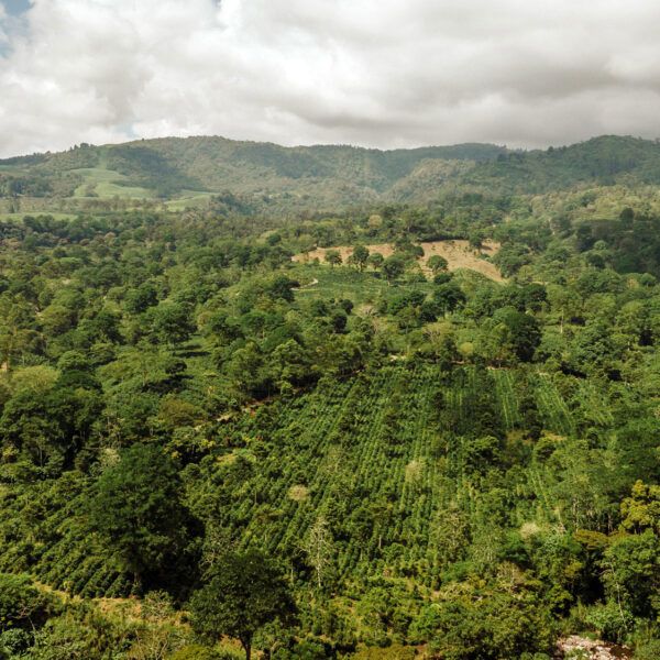 Aerial drone shot of Aquiares Estate, a coffee farm in Costa Rica.