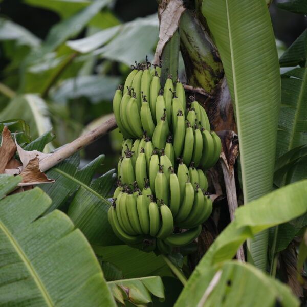 Green bananas in a large bunch, still in the tree