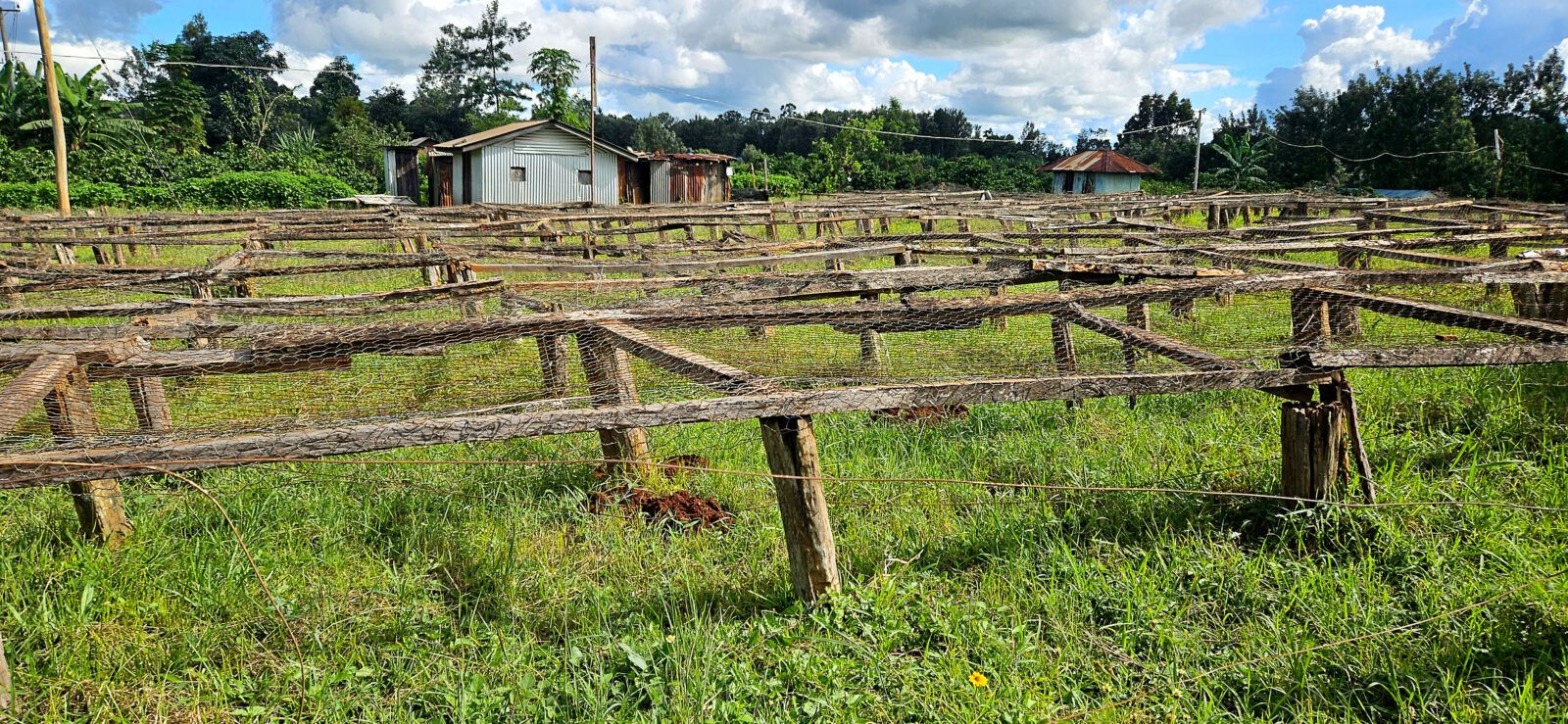 Baragwi Coffee Cooperative