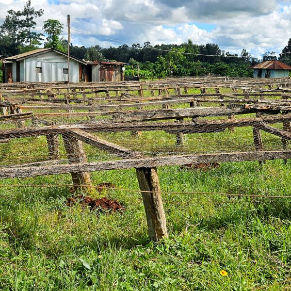 Baragwi Coffee Cooperative