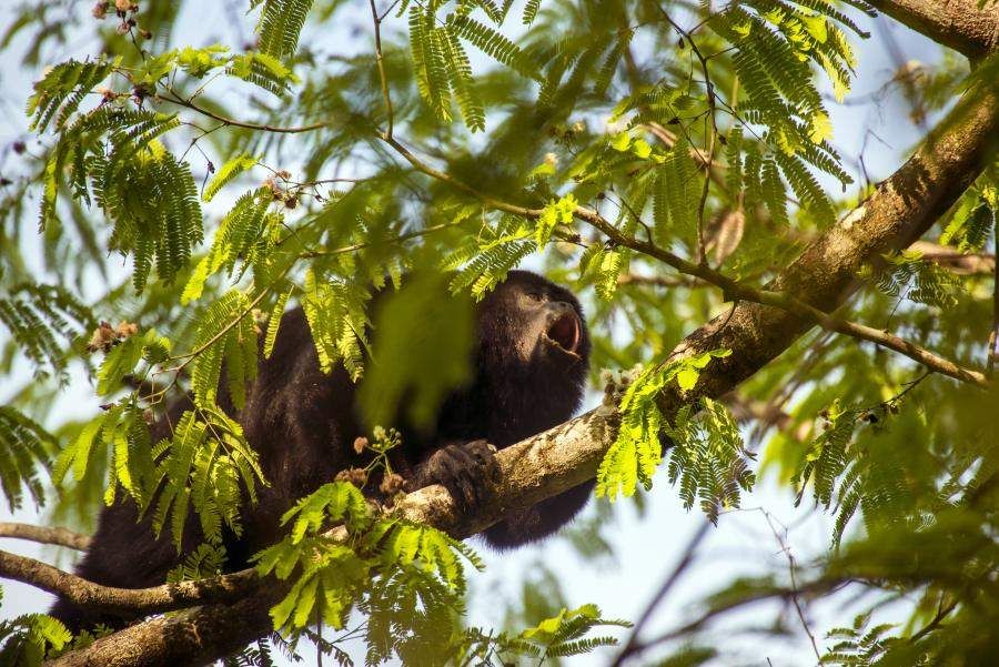 Monyet howler hitam adalah salah satu dari banyak hewan hutan hujan yang menakjubkan