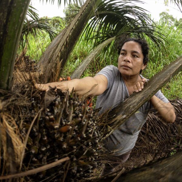Farmer reaches for a tree in the field