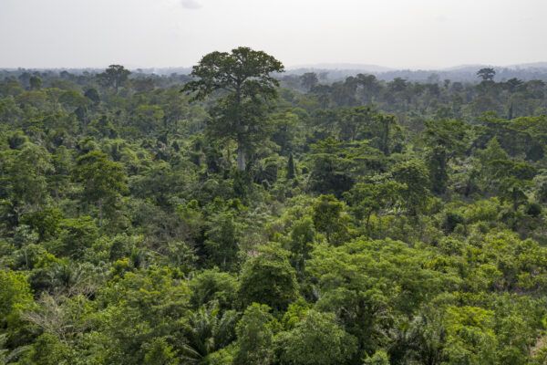 Cameroon forest canopy