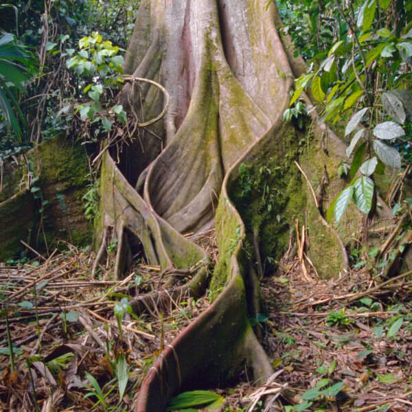 Roots of Ceiba tree, also known as Kapok, native to Central and South America