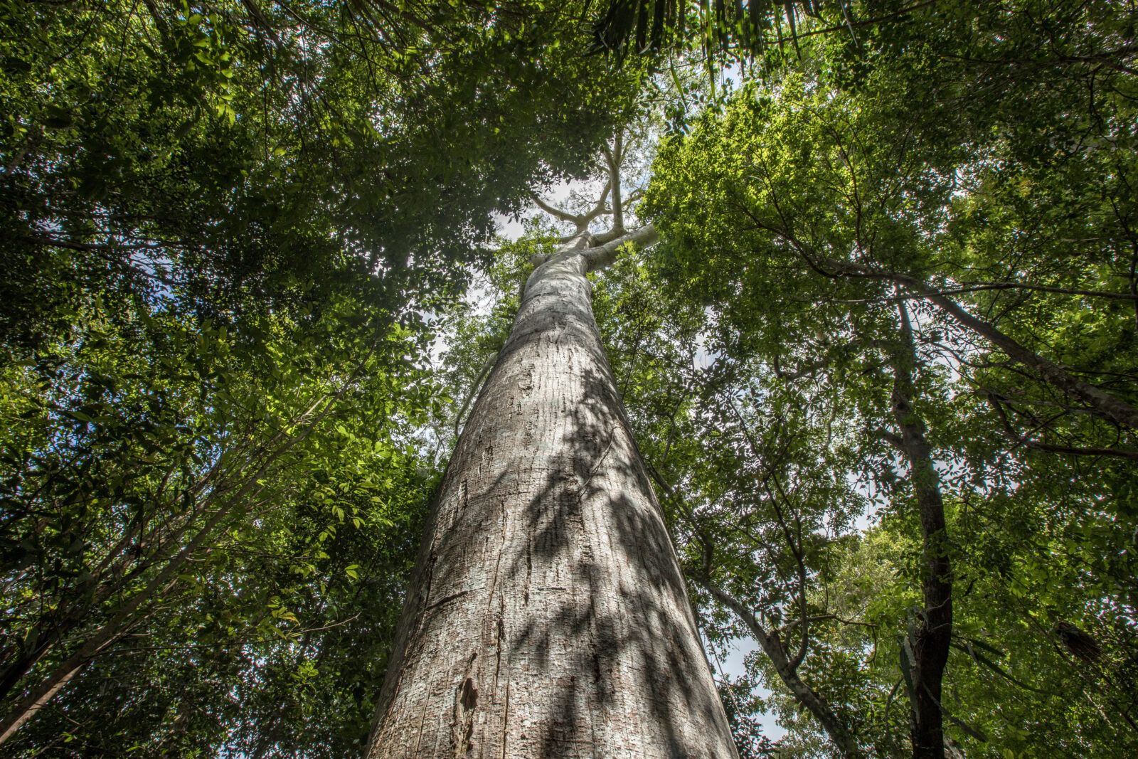 A Ceiba tree in the Ejido Noh-Bec rural community.