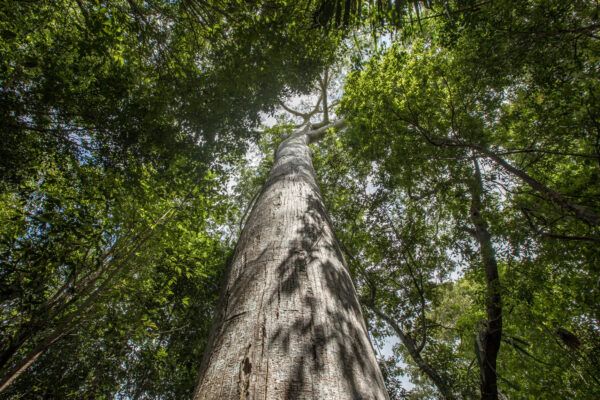 A Ceiba tree in the Ejido Noh-Bec rural community.