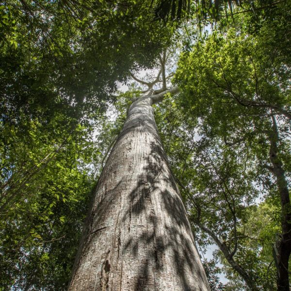 A Ceiba tree in the Ejido Noh-Bec rural community.