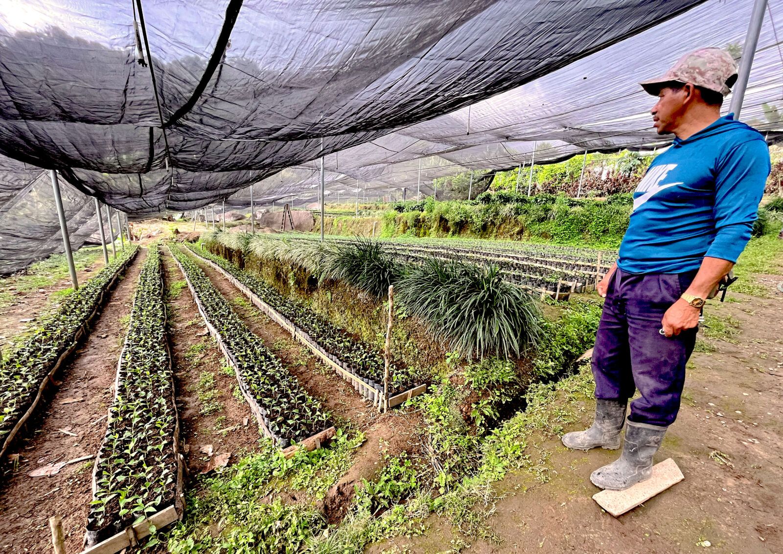A worker tends to coffee plants