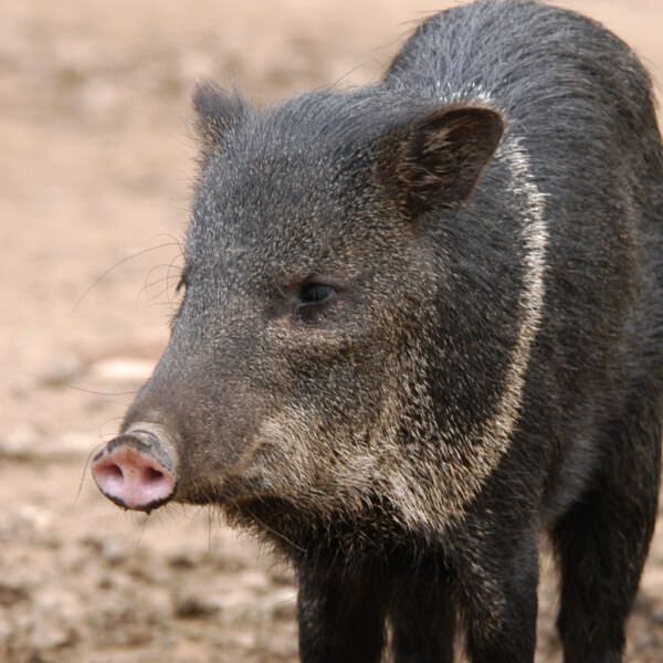 Collared Peccary standing outdoors.