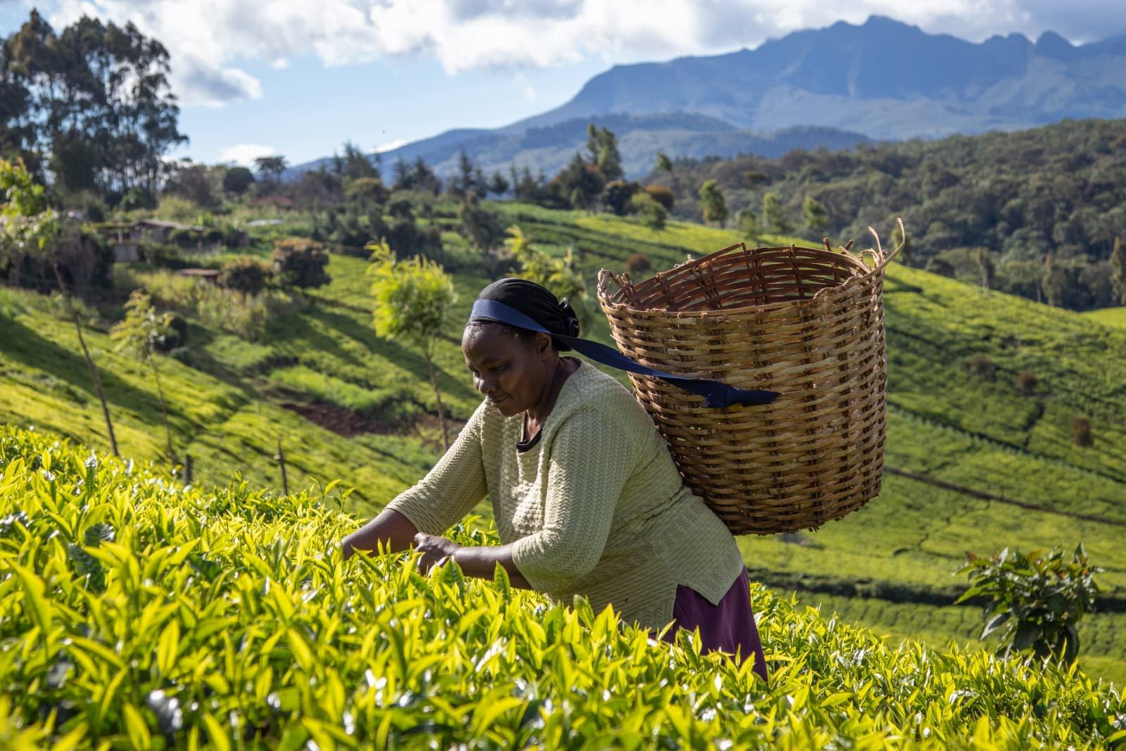 A woman picks leaves in a field of tea
