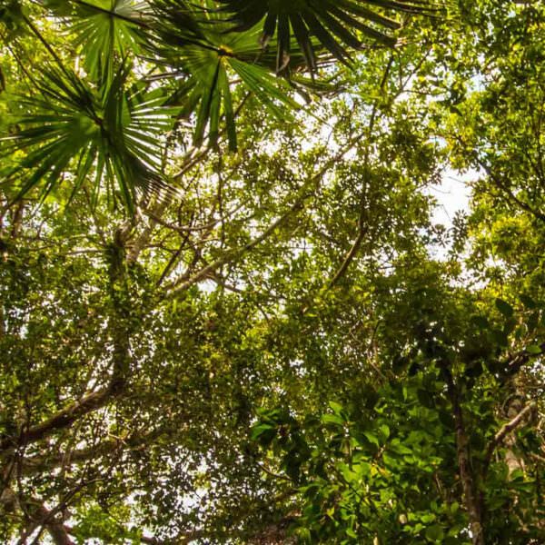 Forest canopy