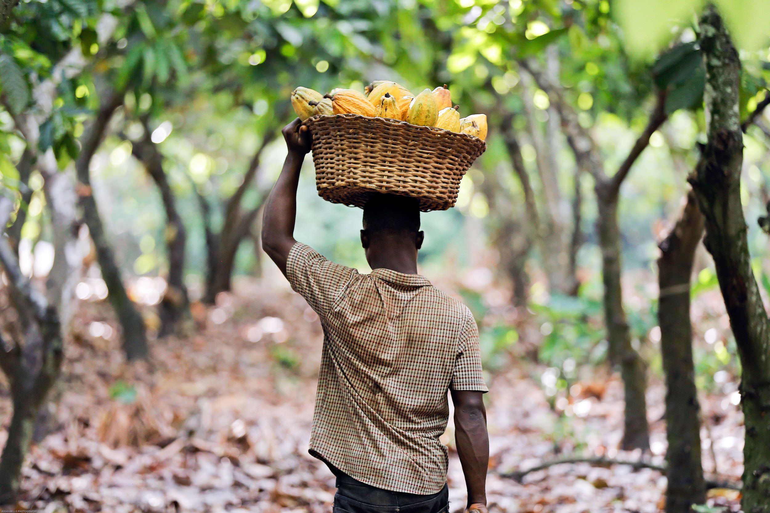 Cocoa farmer in Ghana