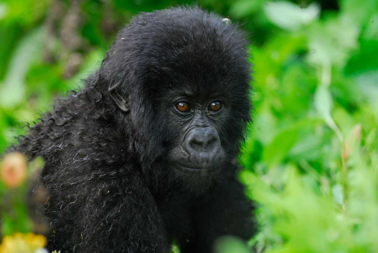 Young Gorilla looking at camera
