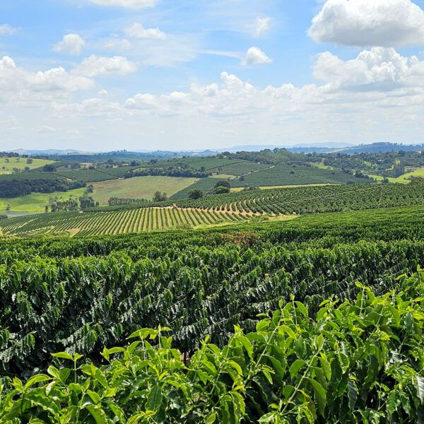 field of coffee plants in Brazil