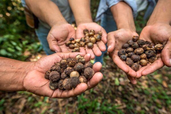 Hands holding Brazil nuts in Guatemala.