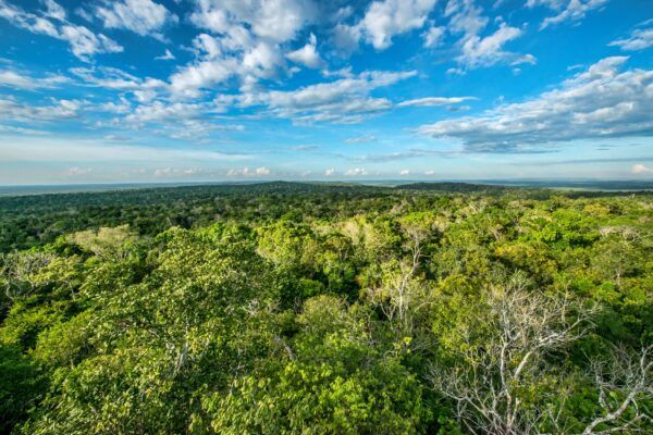 Lush rainforest landscape.
