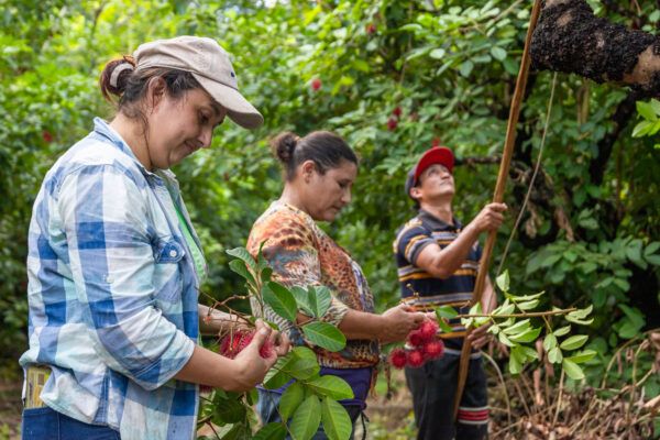 Three people standing and picking rambutan fruit.