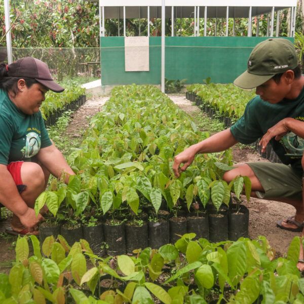 Two people crouching over seedlings on a seedling farm.
