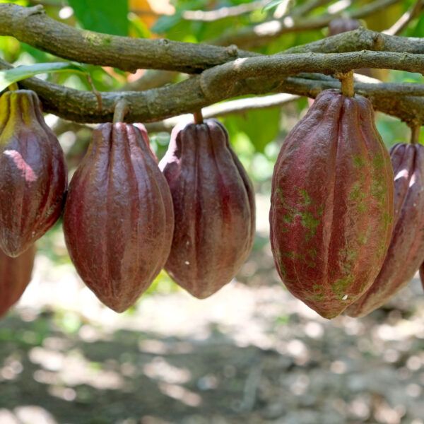 Several cocoa pods clustered along a tree branch.