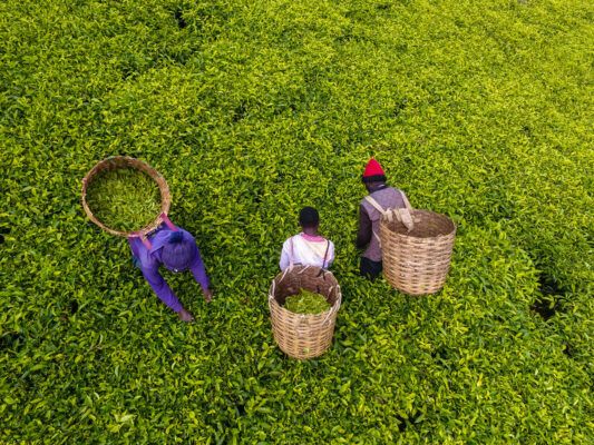 Three farmers picking tea leaves on a farm in Kenya.