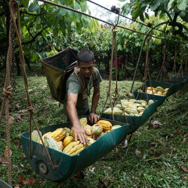 farmer sorts cocoa pods