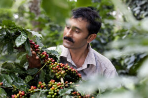 Homem coletando cerejas de café