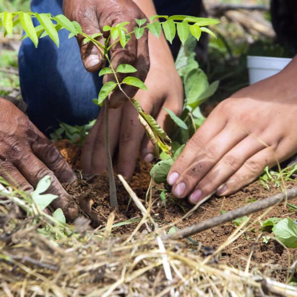 Two sets of hands plant seedling on the ground