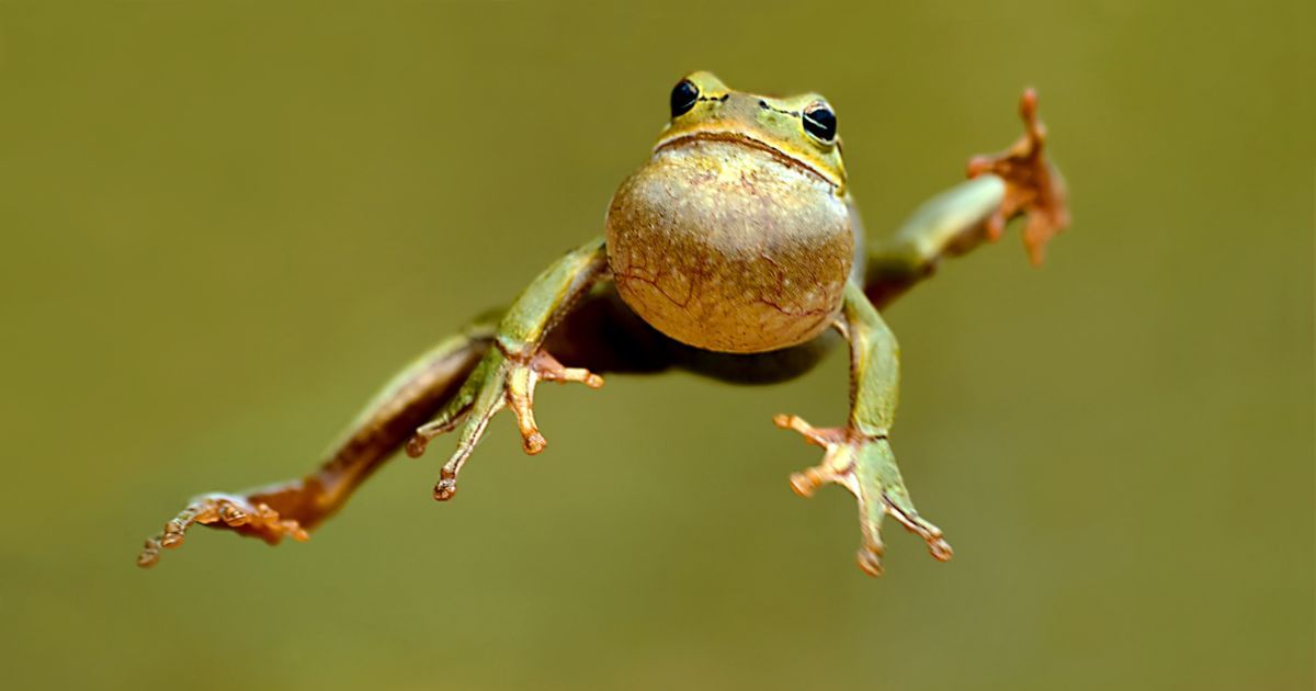 De qual poder das rãs você mais gosta?