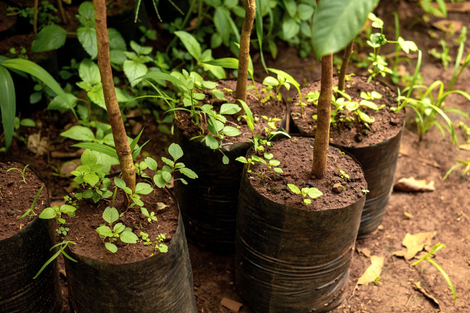 Group of young plants in a seedling nursery.