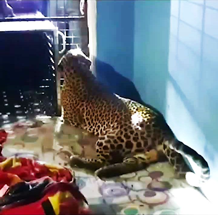 leopard sitting in corner of room