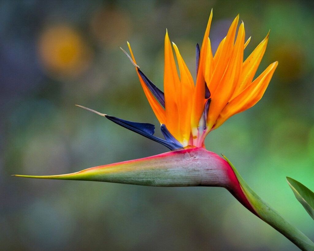 Strelitizia plant