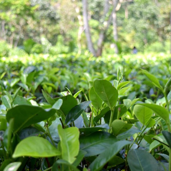 field of tea leaves