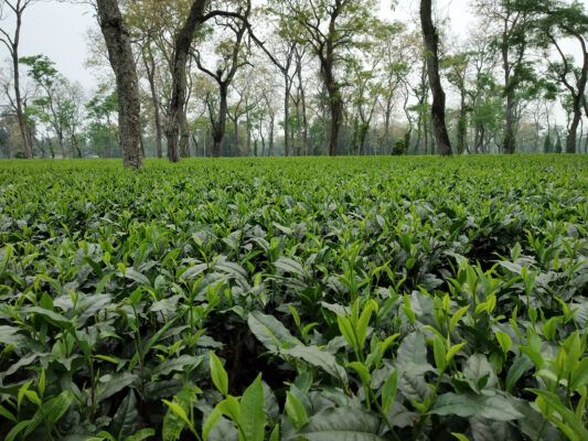 Tea plantation in Assam, India