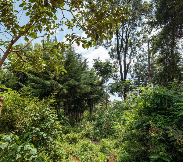 Tropical forest landscape, Mount Kenya.