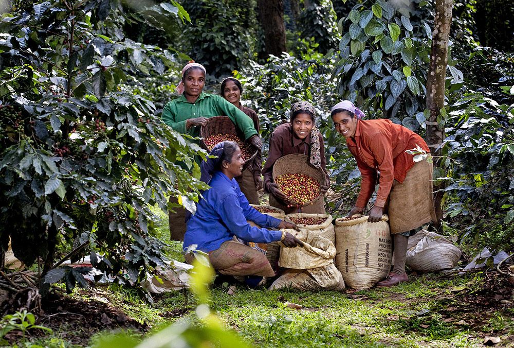 Projeto de agricultura regenerativa na Índia